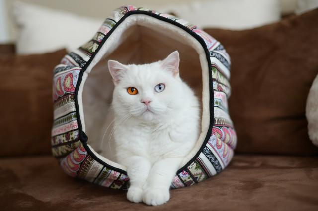 Tunel pro kočky Maja 46 x 32 x 32 cm č.5