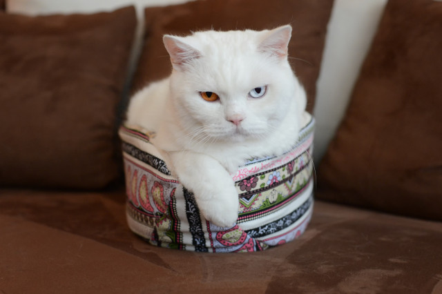 Pelíšek pro kočky Luna 40 x 24 x 18 cm č.5