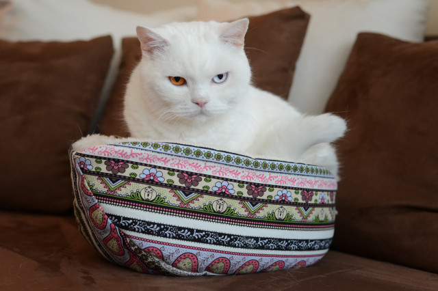 Pelíšek pro kočky Luna 40 x 24 x 18 cm č.6