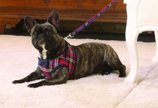 Vodítko Croci British 1,5x120 cm č.1